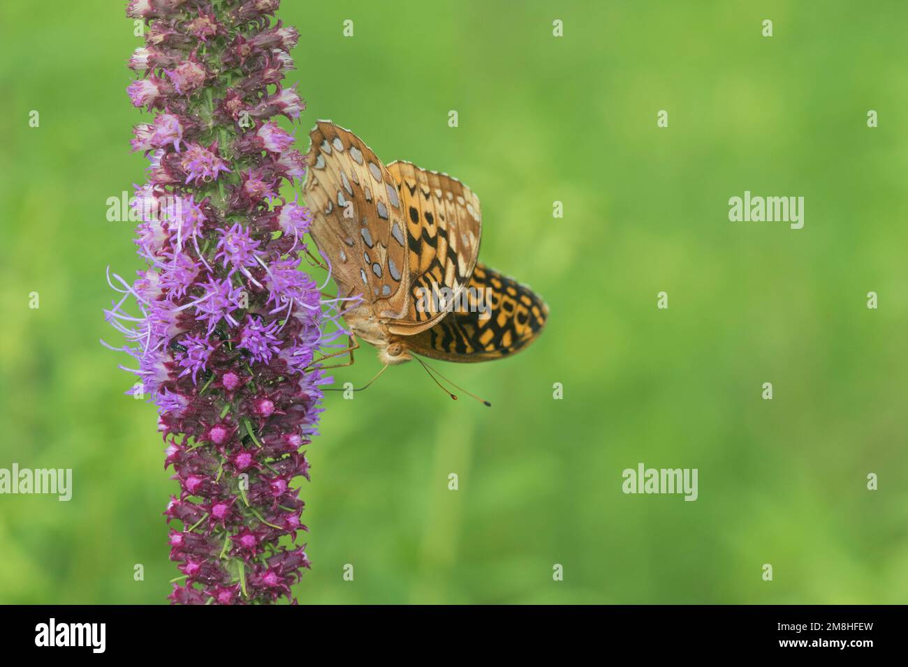 03322-01804 il grande convento di Speyeria cybele su Prairie Blazing Star (Liatris pycnostachya) Stephen A. Forbes state Park Marion Co. IL Foto Stock