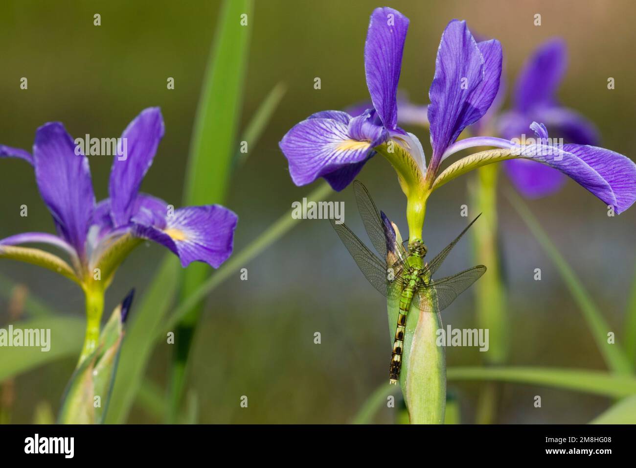 06593-007,15 Eastern Pondhawk (Erythemis simplicollis) femmina su Blue Flag Iris (Iris virginica) Marion Co.. IL Foto Stock