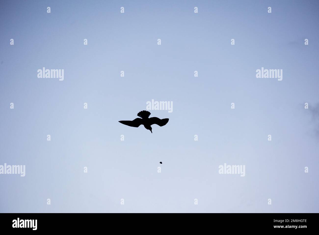 Un gabbiano che si tuffa dal cielo dopo aver lasciato cadere una lumaca di mare per romperla in su per il cibo, Worthing, Sussex occidentale Foto Stock