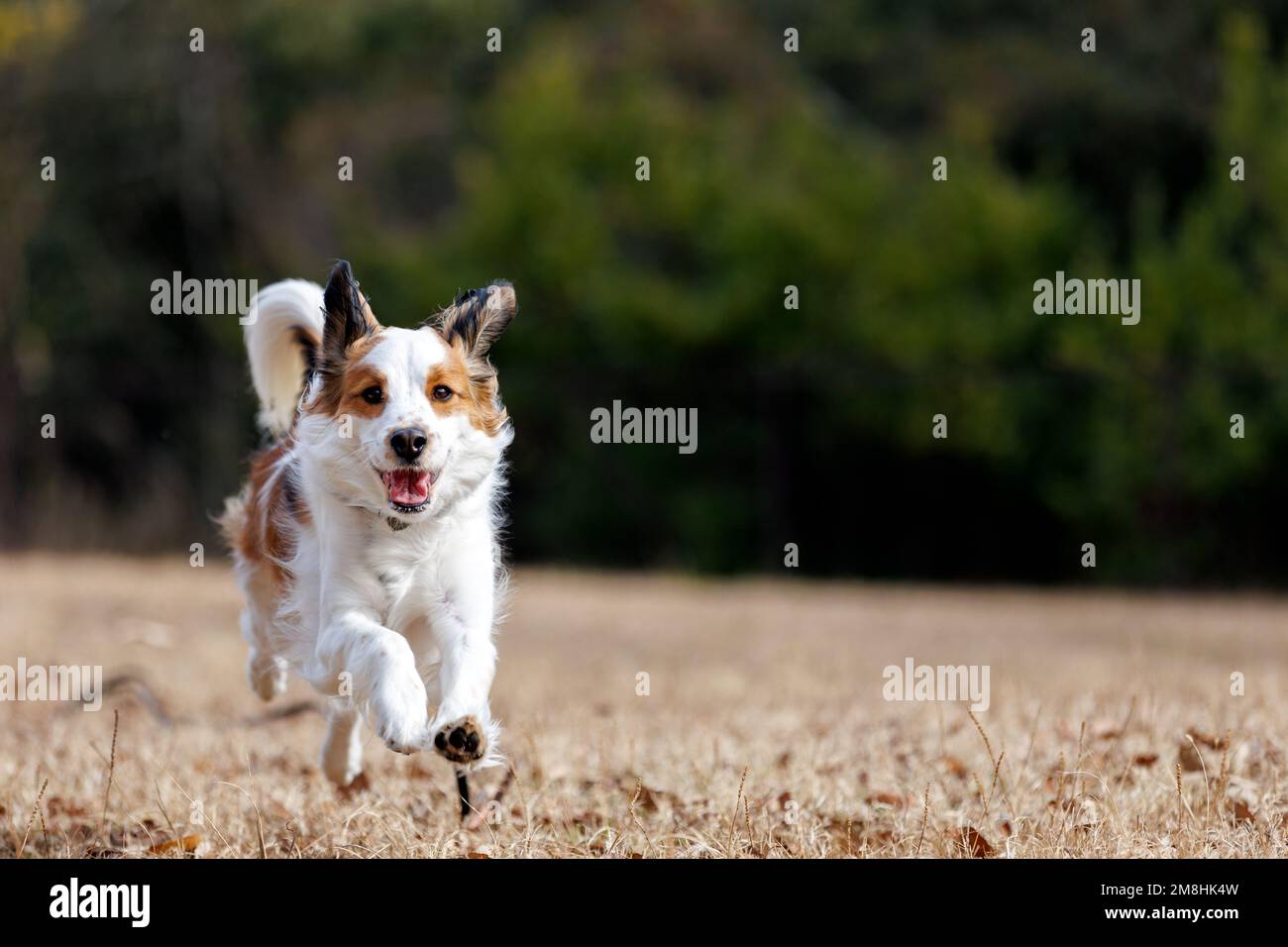 Buon cane purebred kooiker che corre verso la macchina fotografica. Foto Stock