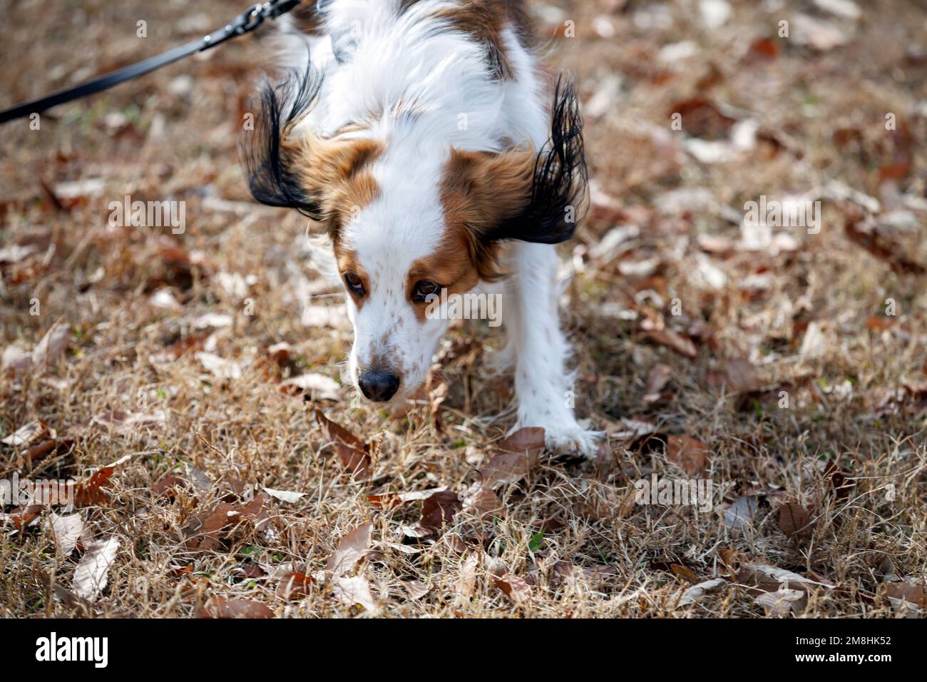 Buon cane purebred kooiker che corre verso la macchina fotografica. Foto Stock