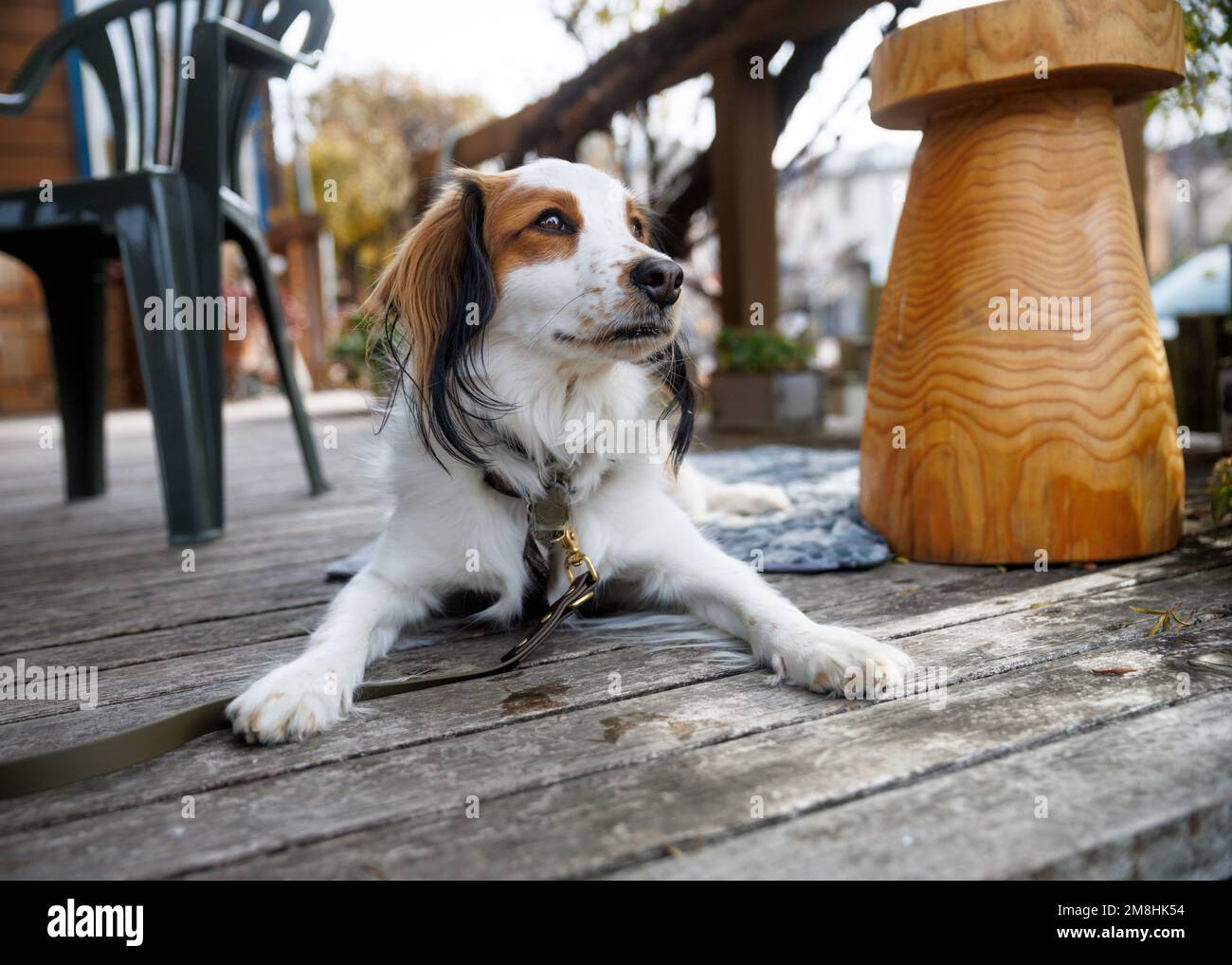 Cane purebred koiker riposante sul ponte di legno. Foto Stock