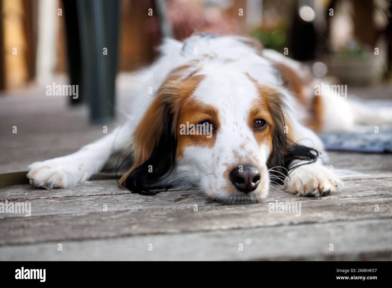 Cane purebred koiker che riposa mento giù sul ponte di legno. Gli occhi si avvicinano. Foto Stock