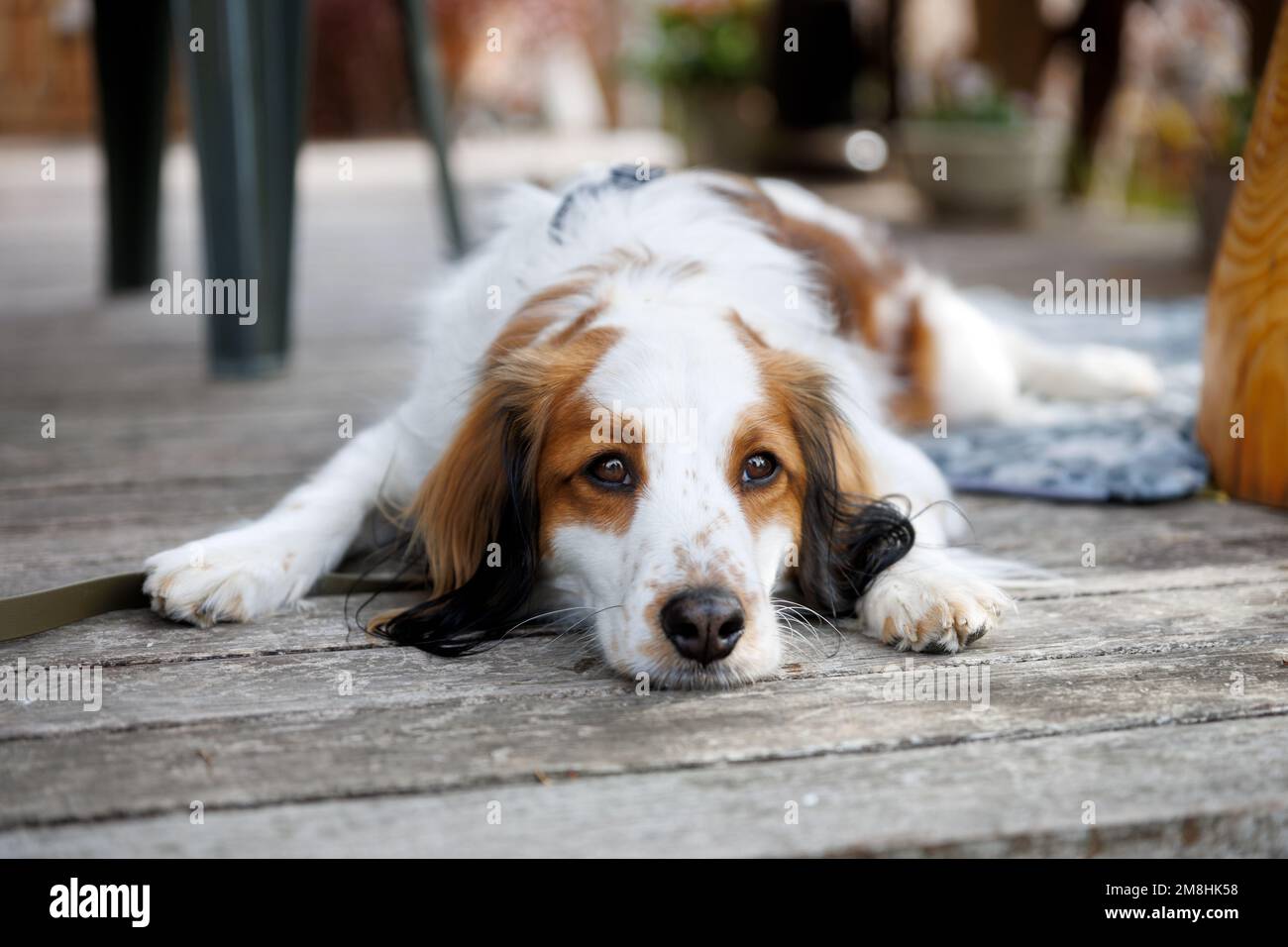 Cane purebred koiker che riposa mento giù sul ponte di legno. Gli occhi si avvicinano. Foto Stock