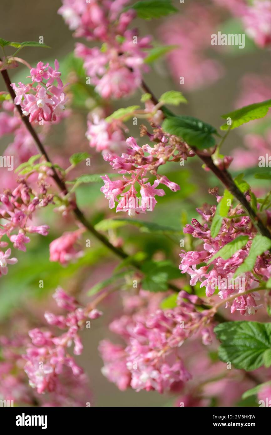 Ribes sanguineum glutinoso, ribes rosa, arbusto deciduo, grappoli di fiori rosa rossastro. Foto Stock