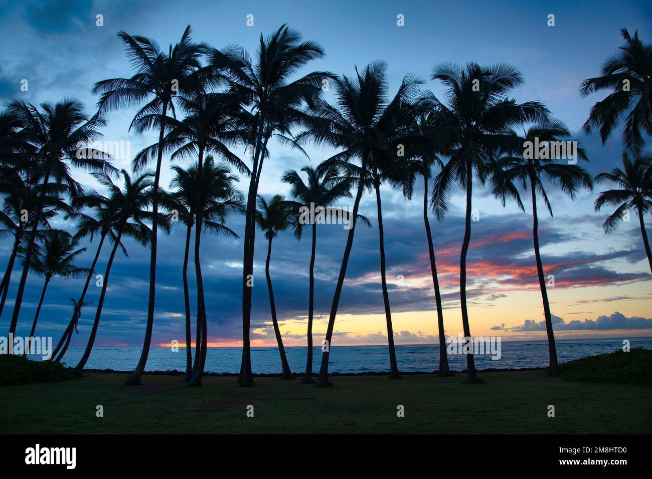 All'alba, gli alberi di palma si ergono su una spiaggia di Kauai. Foto Stock