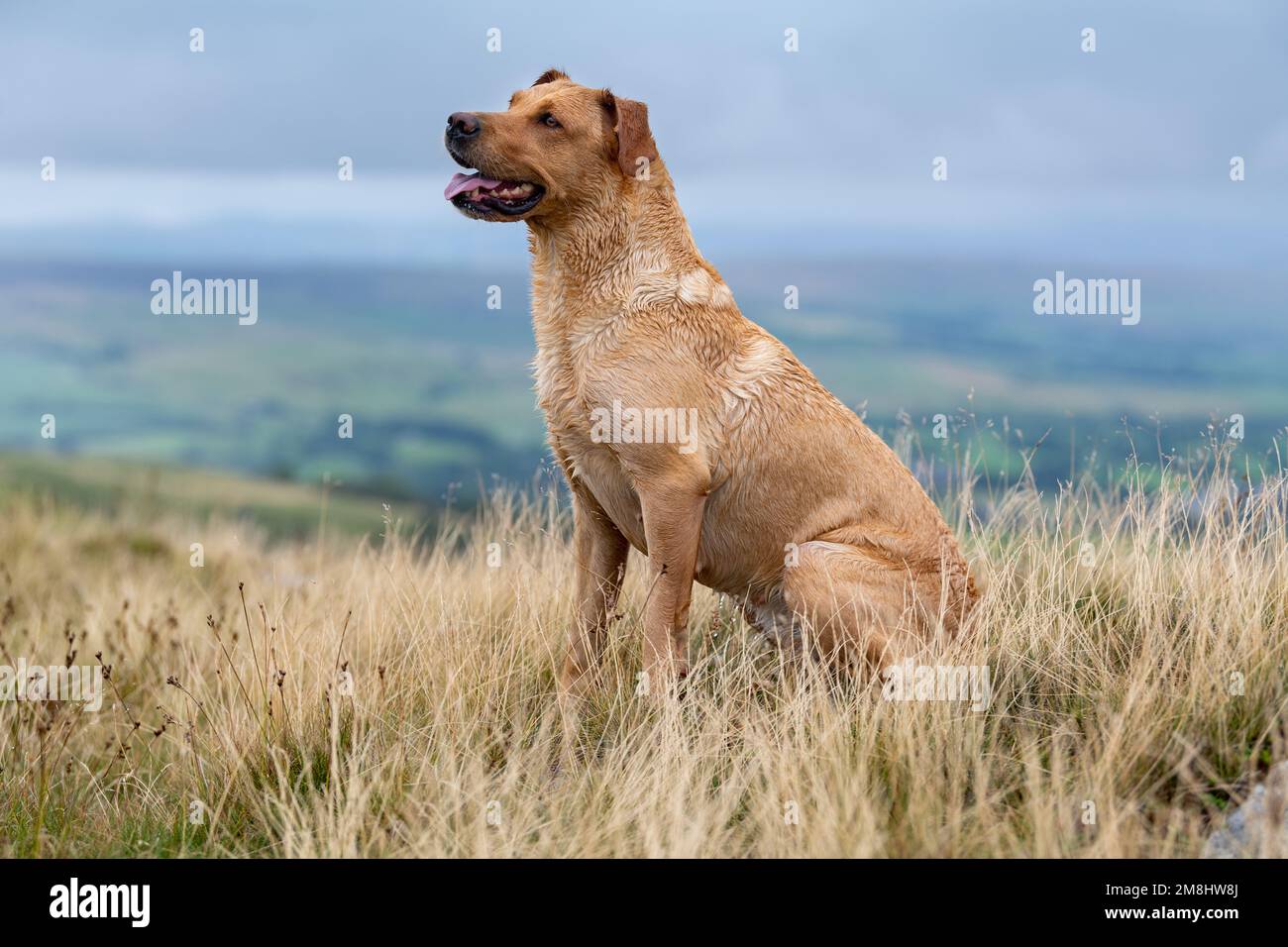 Golden Labrador gundog fuori sulla brughiera, Cumbria, Regno Unito. Foto Stock