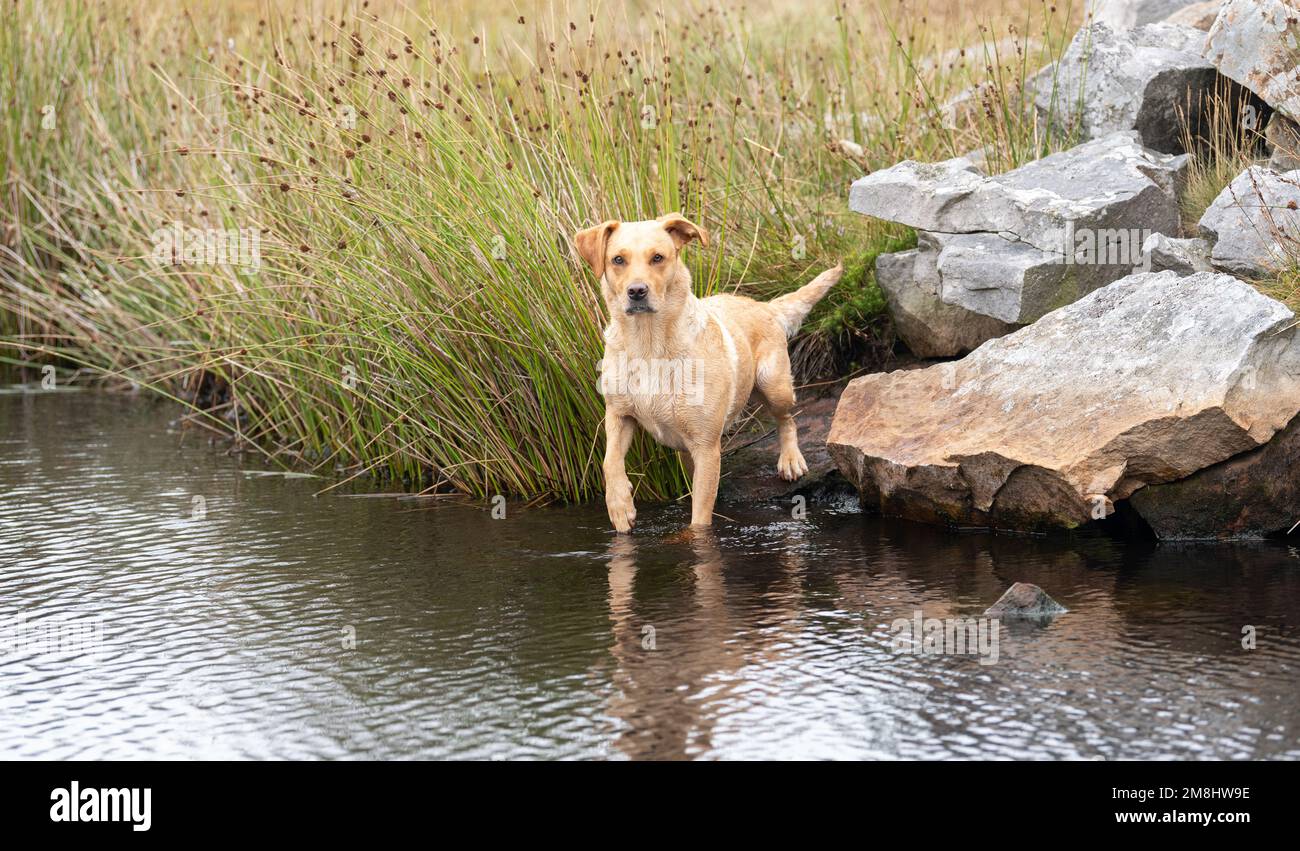 Lavorare Golden Labrador in acqua mentre fuori lavoro, Cumbria, Regno Unito. Foto Stock