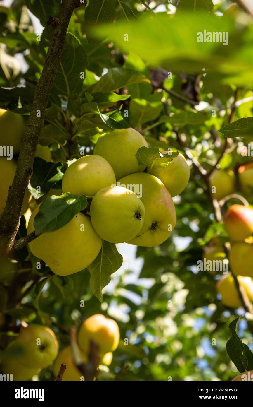 Mele stagionatura sulla struttura ad albero Foto Stock