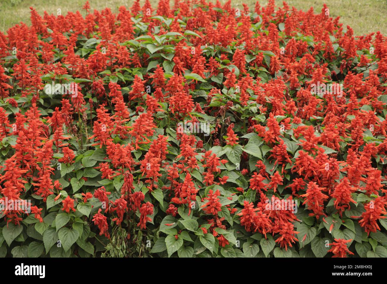 Salvia splendens (Scarlet Sage o Tropical Sage) Foto Stock