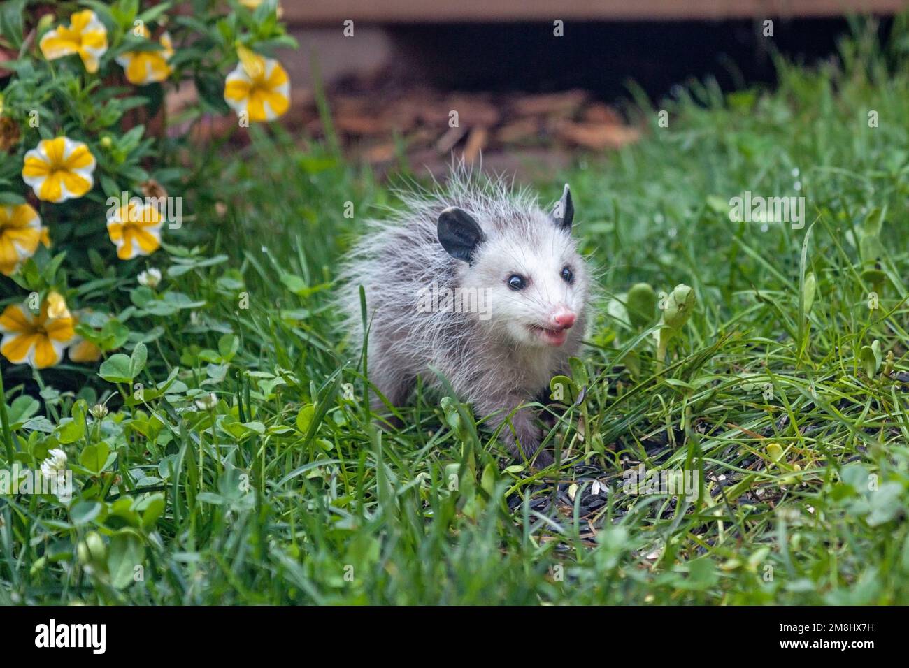 Un opossum cerca semi caduti nell'erba verde di un cortile con petunie gialle sullo sfondo. Foto Stock