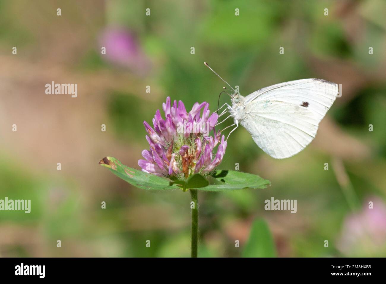 Una farfalla bianca a cavolo sorsegge il nettare di una pianta di trifoglio rosso Foto Stock