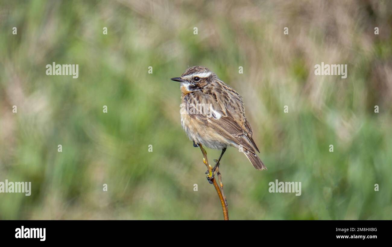 Il whinchat è appollaiato su un ramo in un bellissimo sfondo. Foto Stock