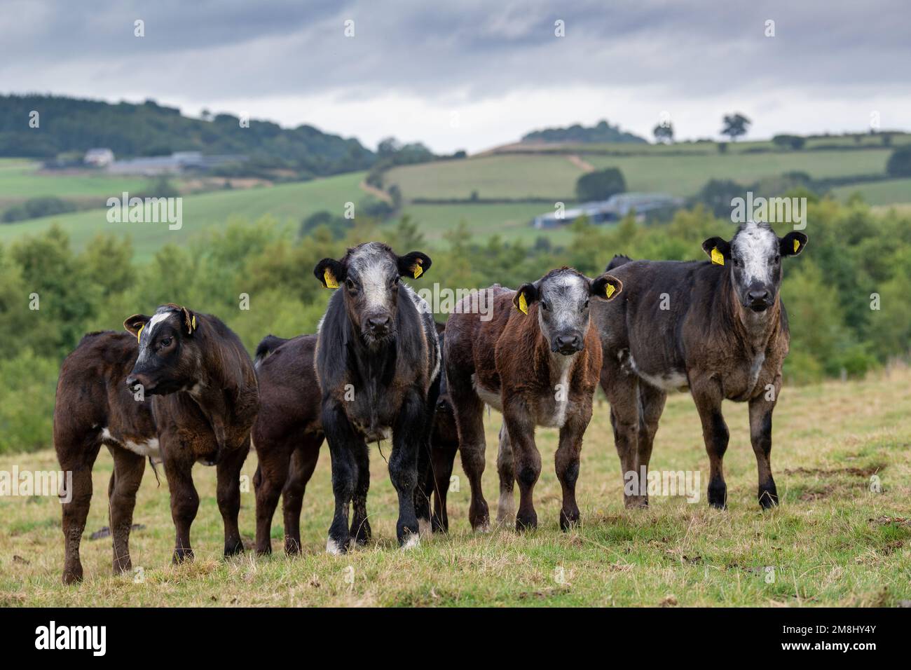 Mandria di bovini su pascoli montani con vitelli sorretti da una toro blu britannico. Shropshire, Regno Unito. Foto Stock