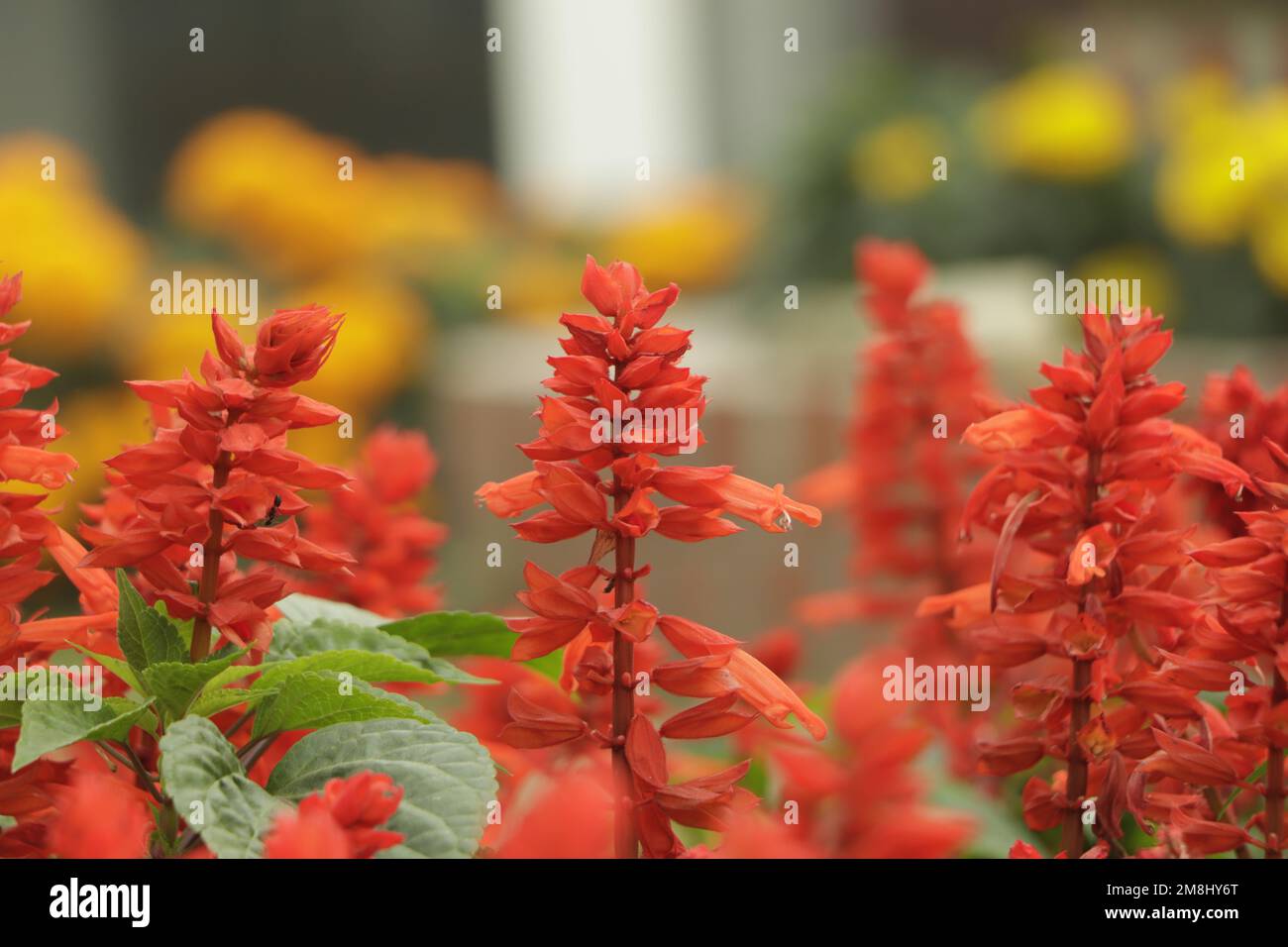 Salvia splendens (Scarlet Sage o Tropical Sage) Foto Stock