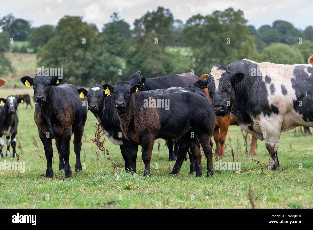 Mandria di bovini su pascoli montani con vitelli sorretti da una toro blu britannico. Shropshire, Regno Unito. Foto Stock