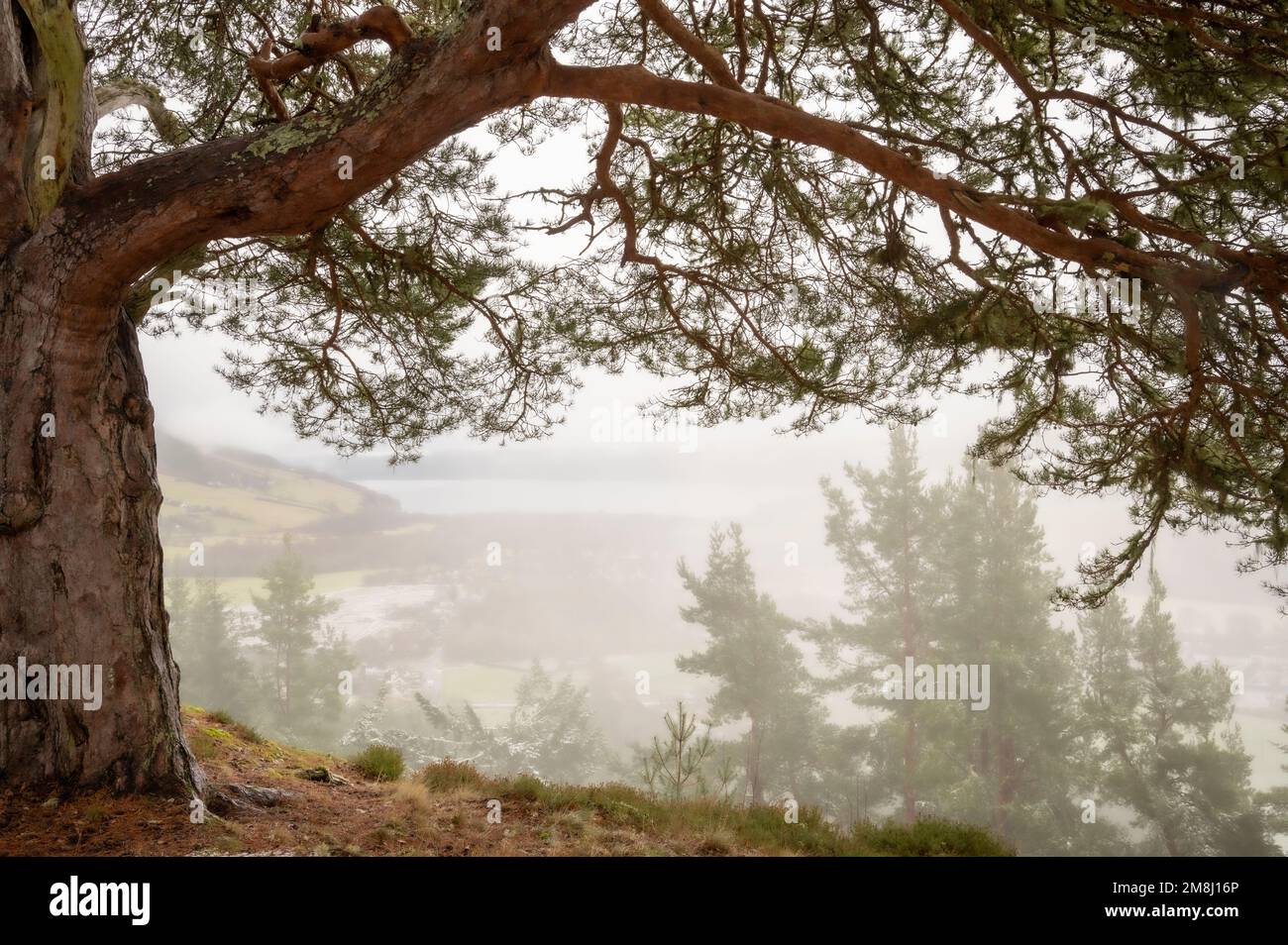 Gennaio 1st 2023, abbiamo camminato al punto di vista a Craigmony... per scoprire una mancanza di vista! Tuttavia è piacevole camminare in su attraverso tutta quella storia che Foto Stock