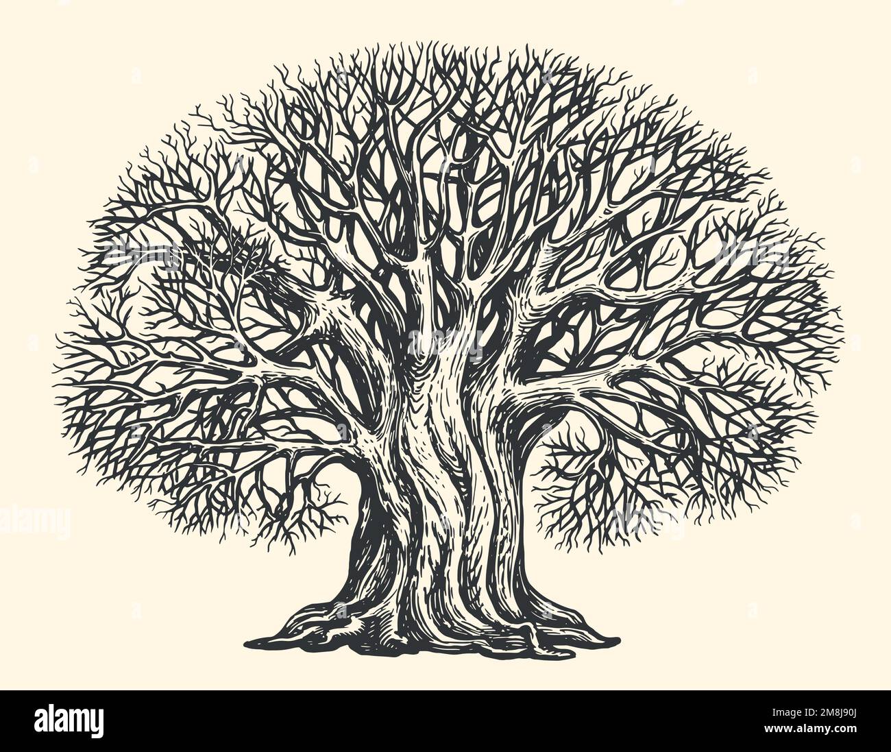 Albero ramificato senza foglie, schizzo. Grande quercia crescente incisa. Concetto di natura. Illustrazione vettoriale vintage disegnata a mano Illustrazione Vettoriale