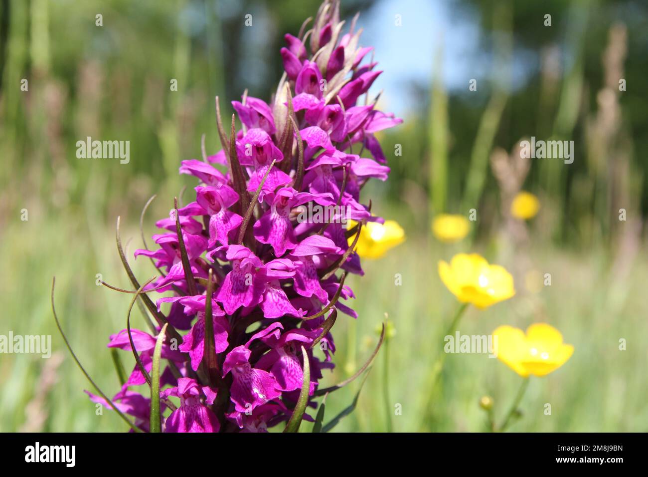 una parte di un primo piano di orchidee selvatiche viola in un prato con fiori selvatici e coppette Foto Stock