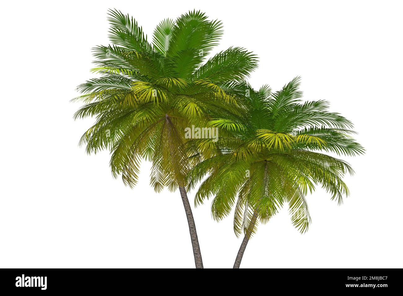 Alberi di palma 3D Illustrazione. Tropicale Island Palms sfondo trasparente Grafica Foto Stock