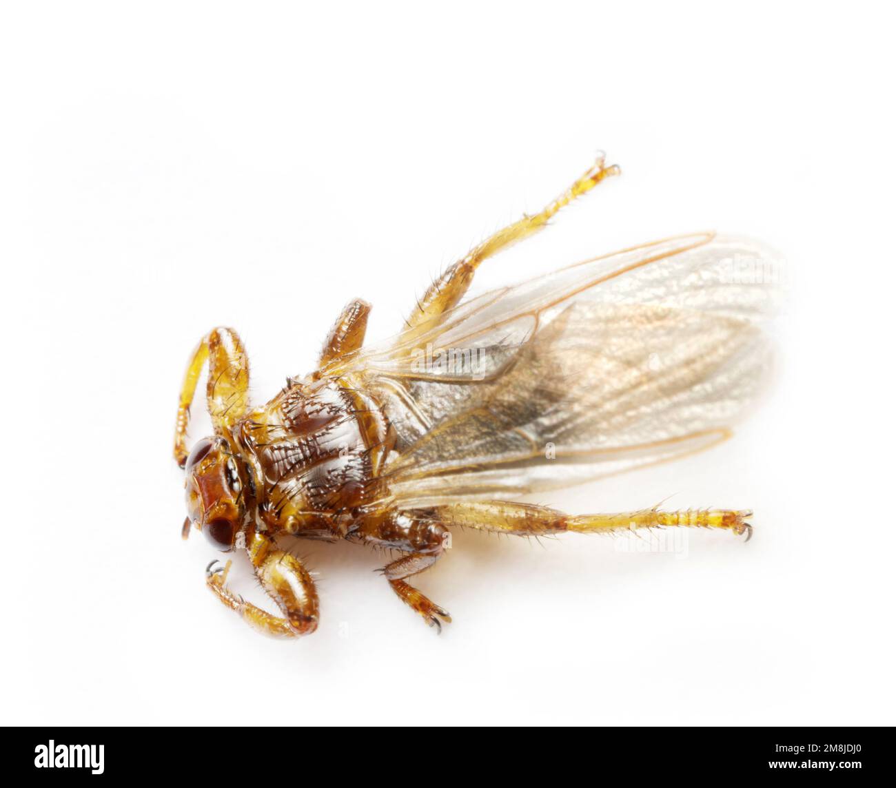 La mosca dei cervi (Lipoptena cervi) obbliga gli ectoparasiti degli artiodattili (alci, cervi, cinghiali, bestiame cornuto), può attaccare l'uomo e nutrirsi del suo sangue, Foto Stock