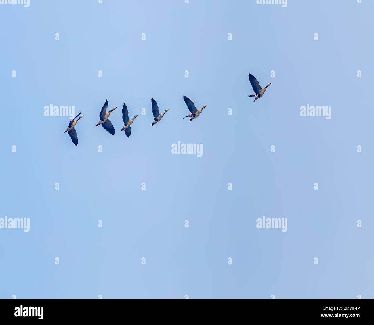 Un gruppo di Bar ha guidato Goose decollare verso il cielo blu Foto Stock