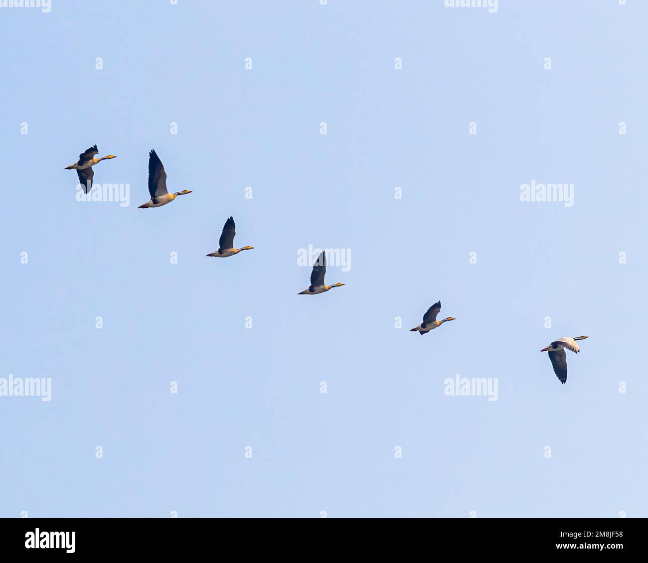 Un gruppo di Bar ha diretto Goose in volo nel cielo blu Foto Stock