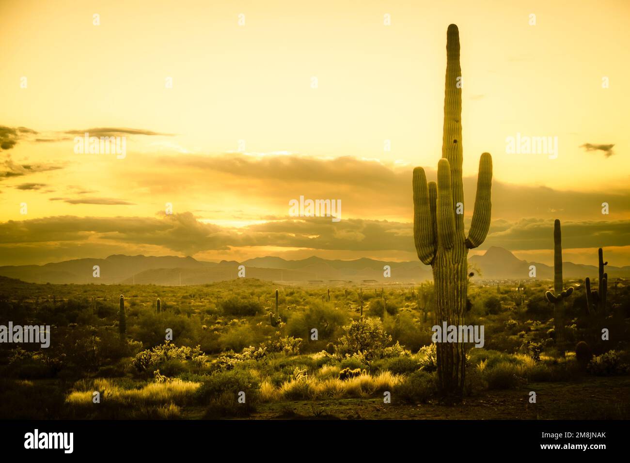 Tramonto nel deserto di sonora dell'Arizona con montagne e cactus saguaro e altra vegetazione desertica. Foto Stock