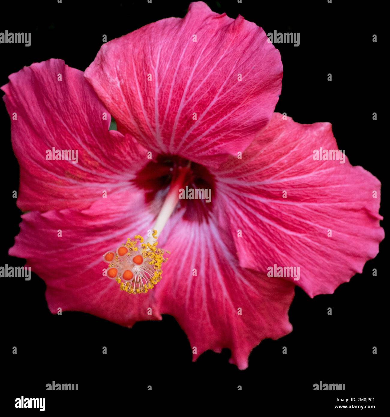 Hibiscus fiore, rosso, visto dal fronte, evidenziando lo stamen e i pistils delle strutture riproduttive, rosa-sinensis contro backgrou nero Foto Stock