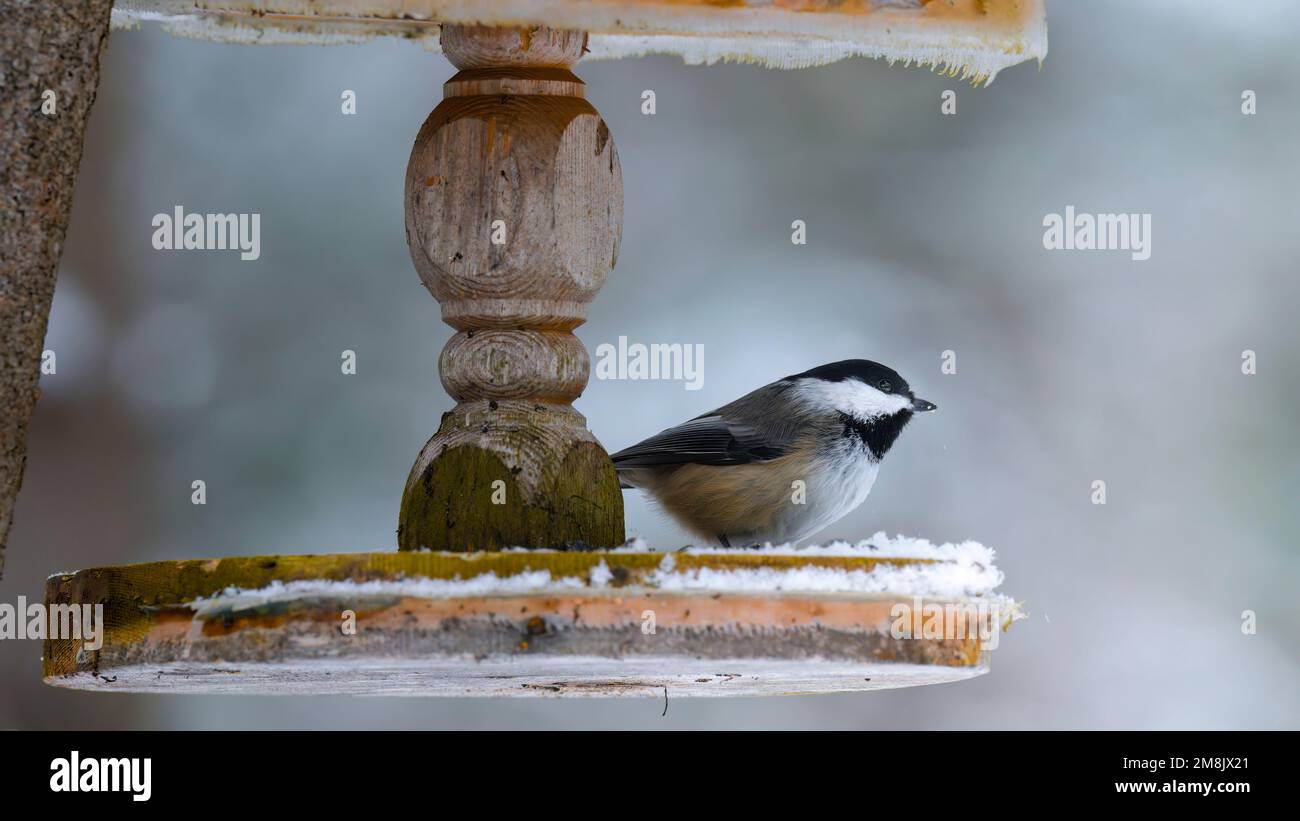 Chickadee con cappuccio nero (ricapillus poecile) arroccato su un alimentatore di uccelli di legno con gelo, scena invernale Foto Stock
