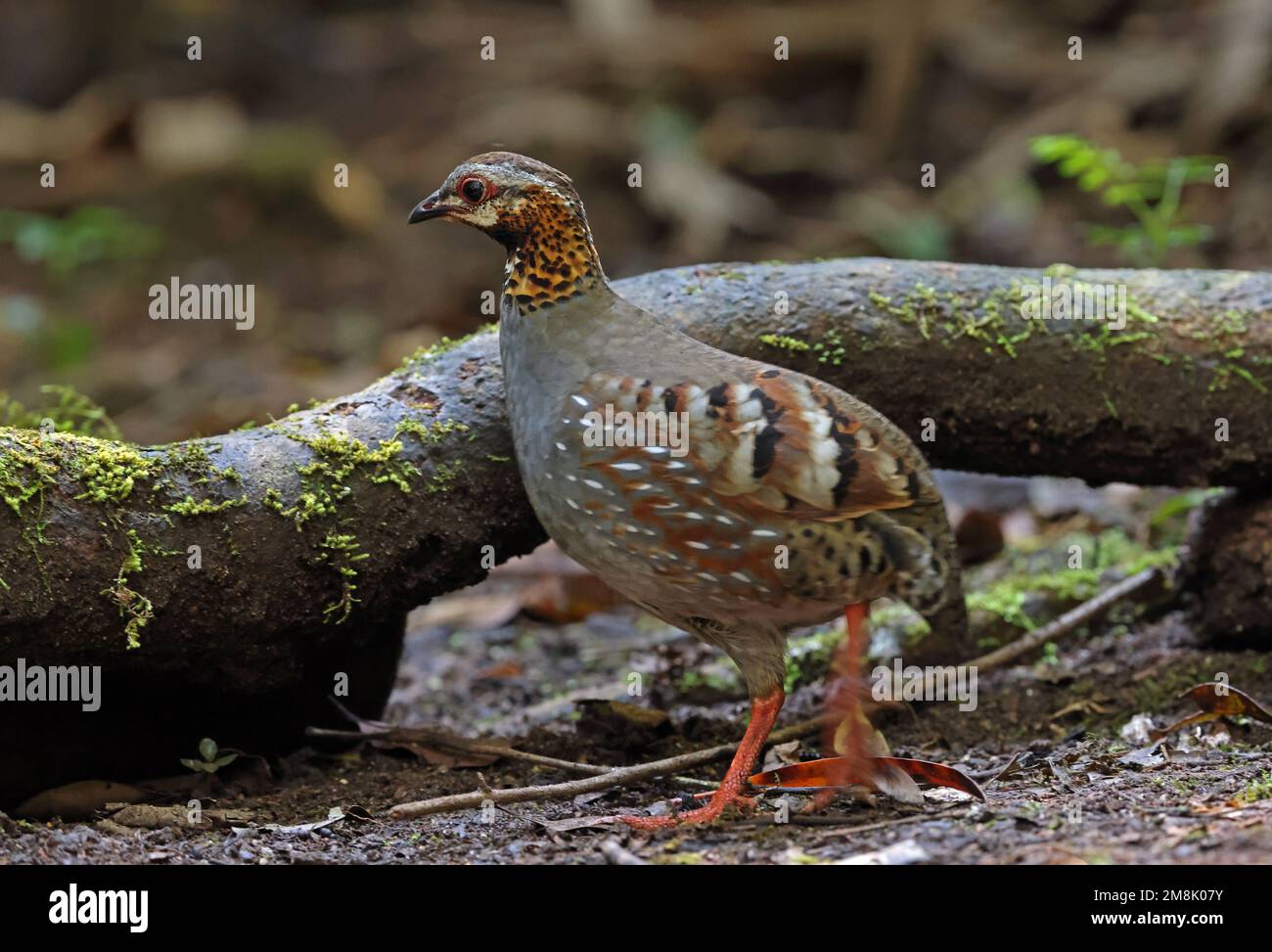 Pernice (Arborophila rufogularis annamensis) adulto che cammina sul pavimento della foresta da Lat, Vietnam. Dicembre Foto Stock