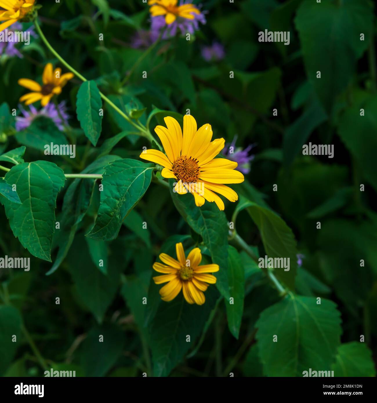 Un fiore di bue gialle fiorisce in un prato. Foto Stock