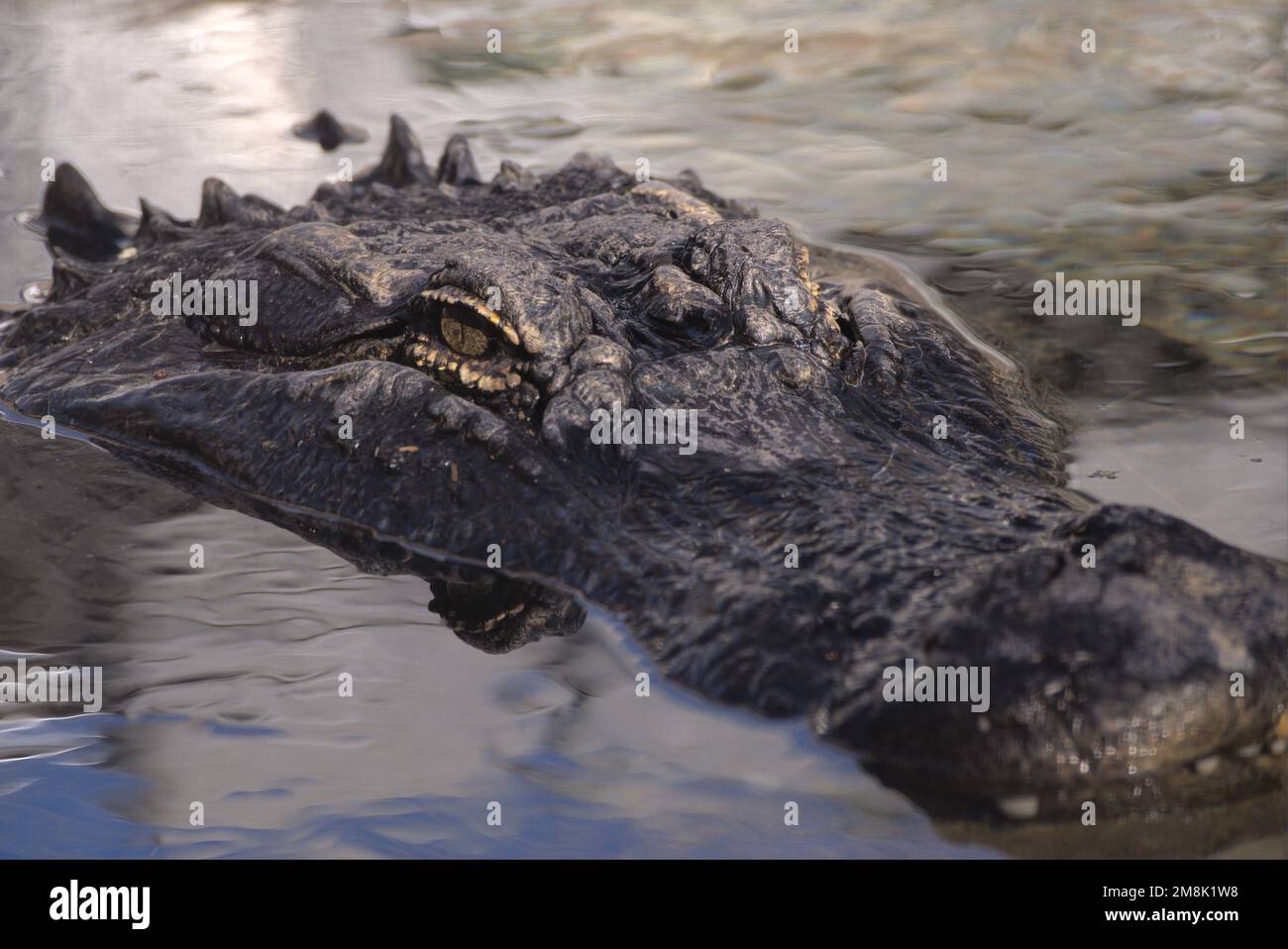 American Alligator con testa sopra l'acqua Foto Stock