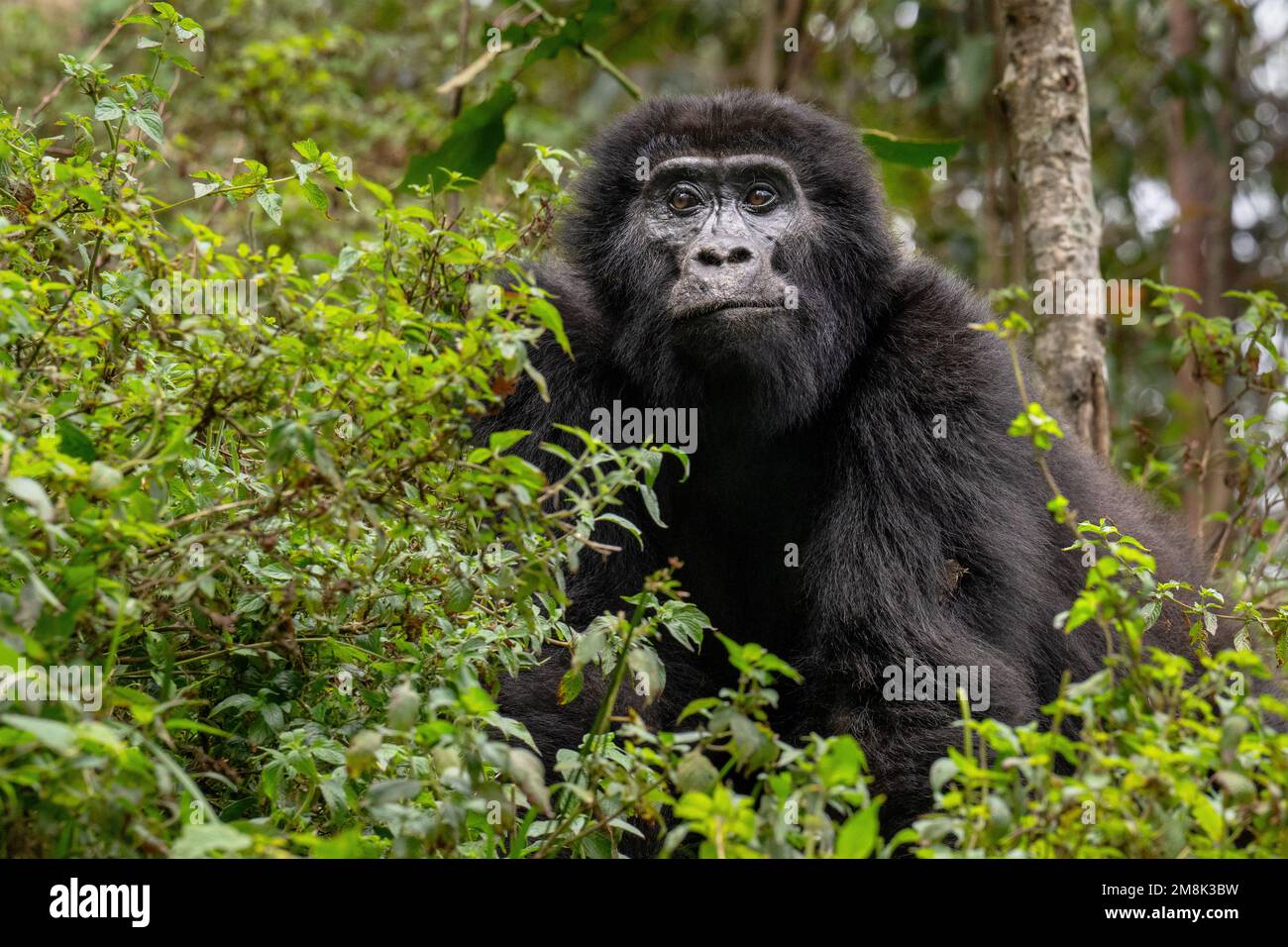 Ritratto di un gorilla di montagna selvaggia ma abituata nel Parco Nazionale della Foresta impenetrabile di Bwindi nel sud-ovest dell'Uganda. Foto Stock