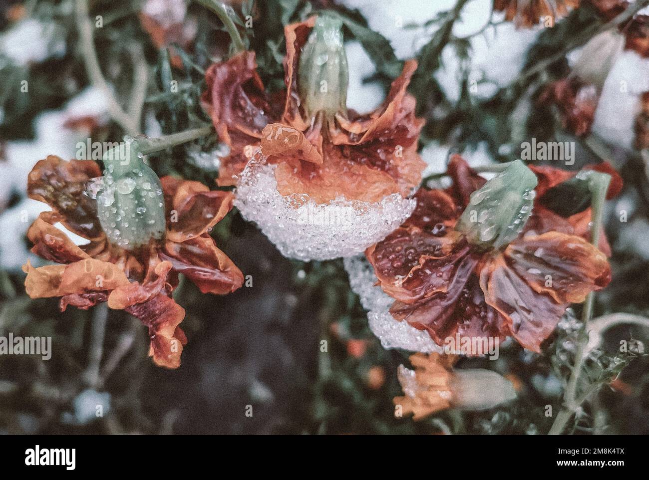 Fioritura di fiori marroni con petali ricoperti di ghiaccio di neve in primo piano il giorno d'inverno. Fiori Chernobrivtsy e erba coperto di ghiaccio e neve. Inverno, vineria, freddo, ghiaccio, ghiaccio, congelato gelido. Sfondo naturale Foto Stock