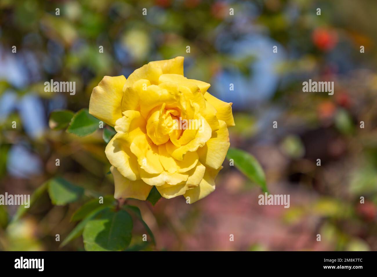 Una foto di una rosa gialla. Foto Stock