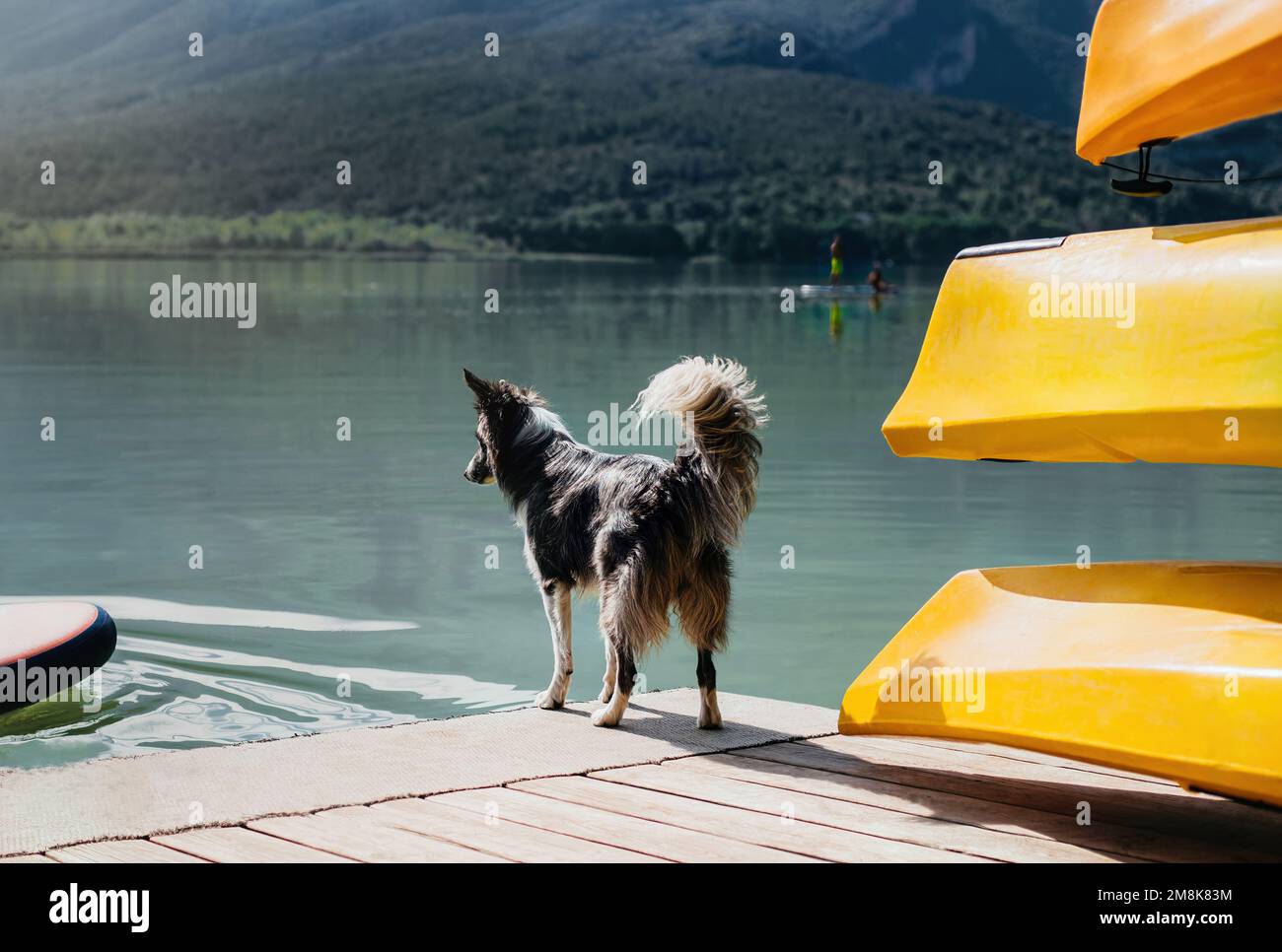 un cane nero su un molo di lago, guardando fuori l'acqua con curiosità. vacanza concettuale con il vostro animale domestico. Foto Stock
