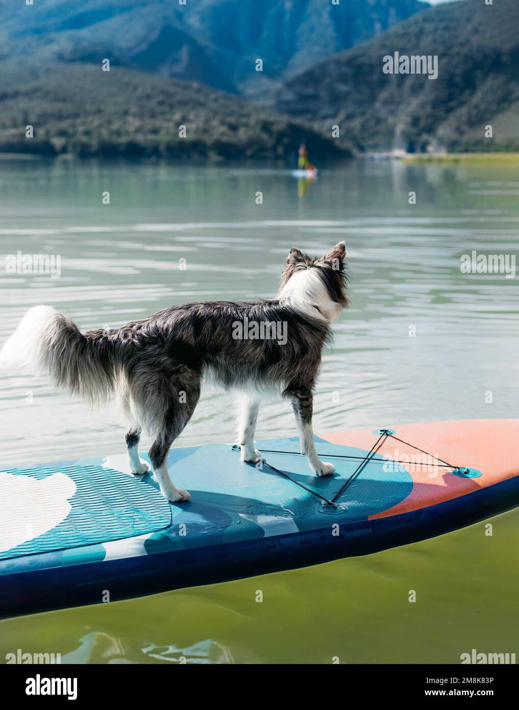 un cane nero su una tavola da surf a pale, guardando verso l'acqua con curiosità. concetto di vacanza con il vostro animale domestico. Foto Stock