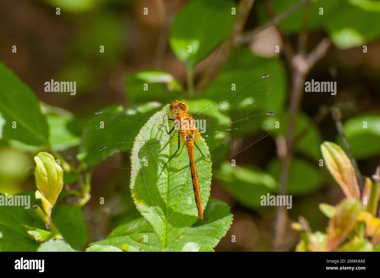 Vadnais Heights, Minnesota. Parco regionale del lago di Vadnais. Libellula Meadowhawk. Specie di Sympetrum. Foto Stock