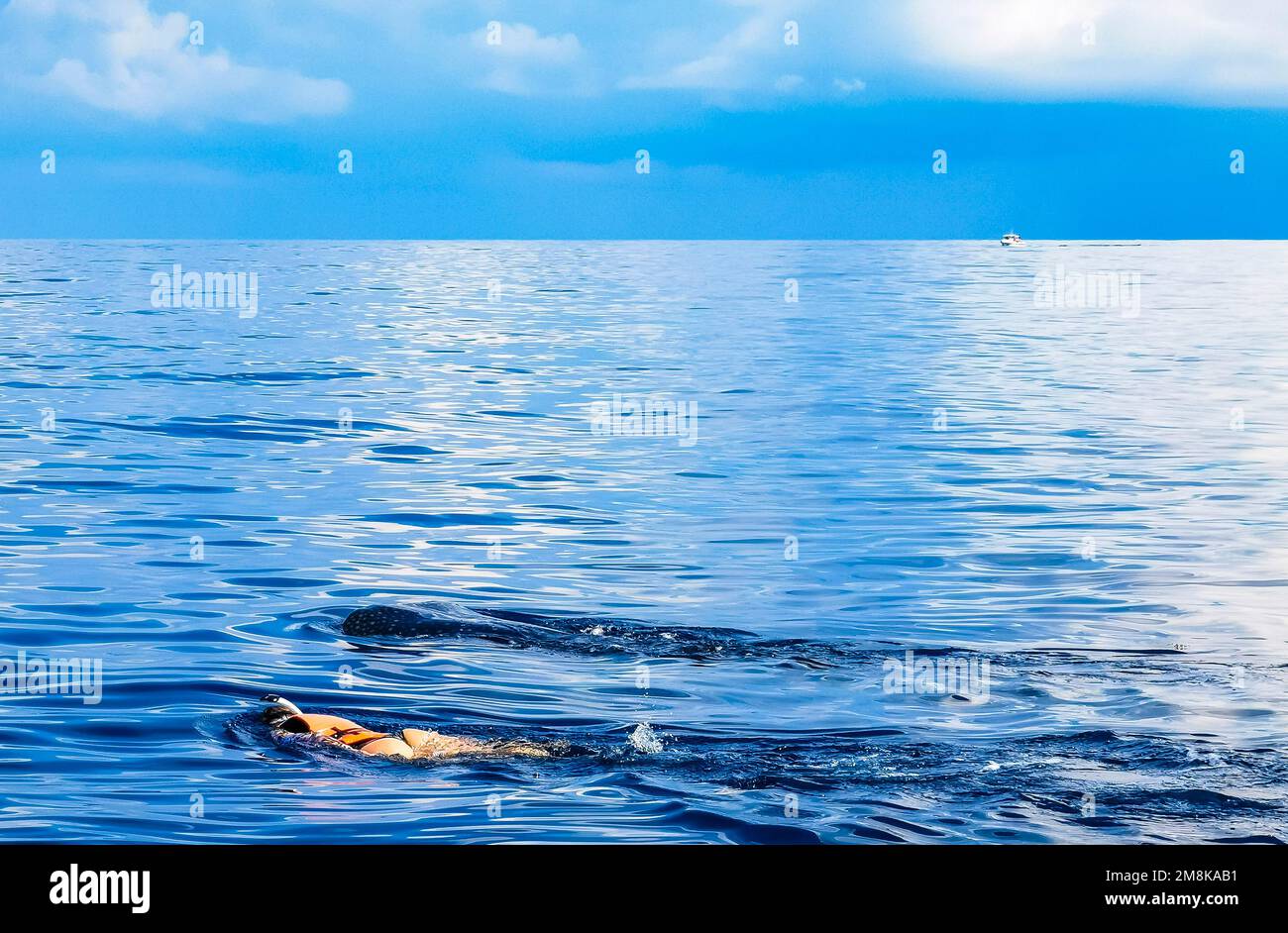 Enorme e bellissimo squalo balena nuota sulla superficie dell'acqua durante il tour in barca a Cancun Quintana Roo Messico. Foto Stock