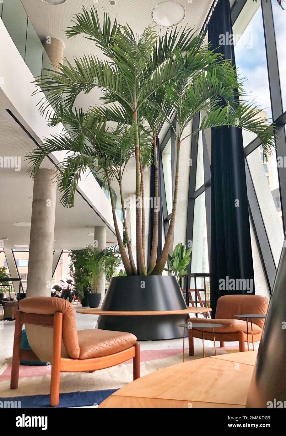 palme al coperto in un edificio aziendale Foto Stock