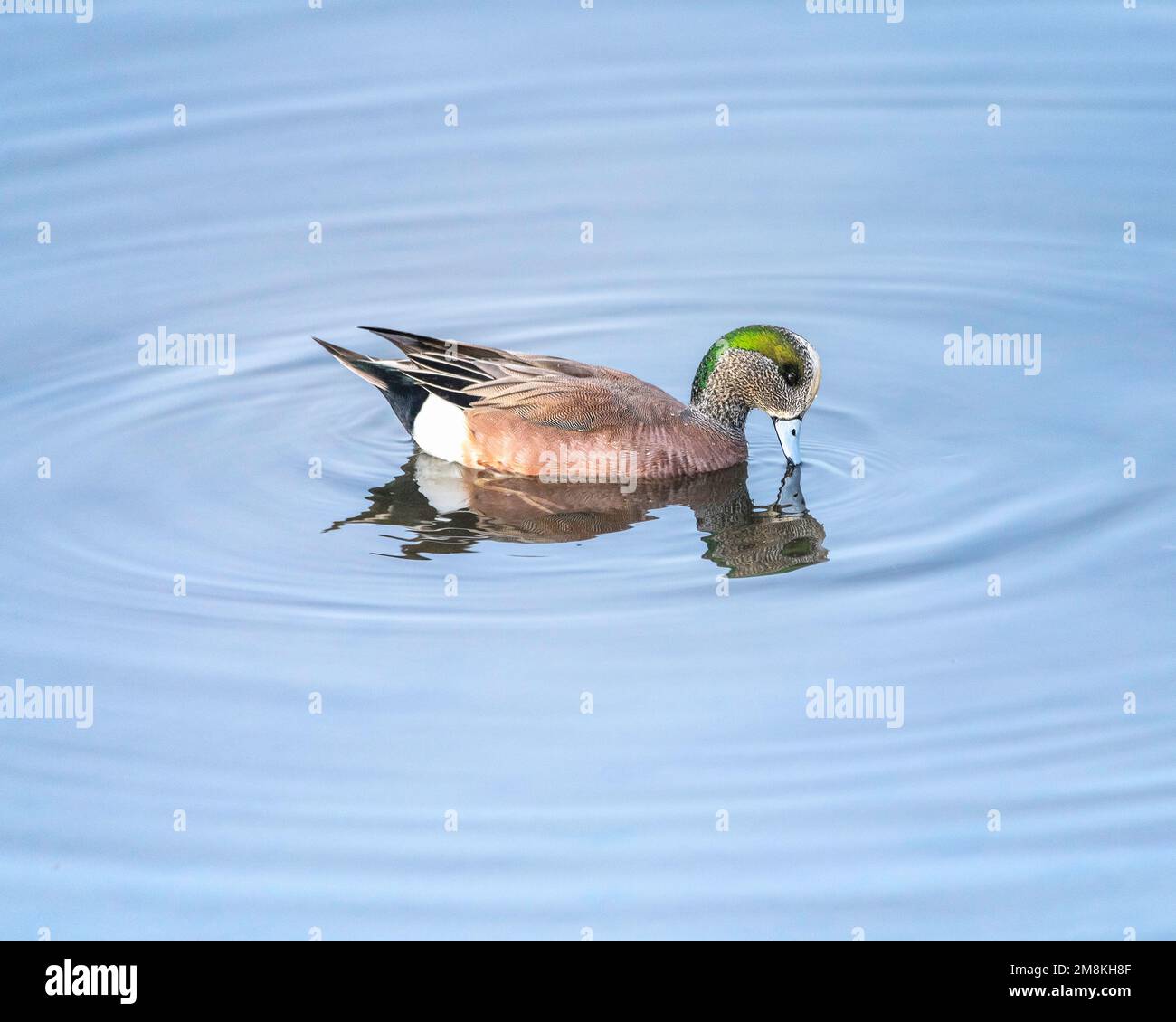 Un Wigeon americano (Mareca americana) nuota presso la riserva ecologica Bolsa Chica di Huntington Beach, California. Foto Stock