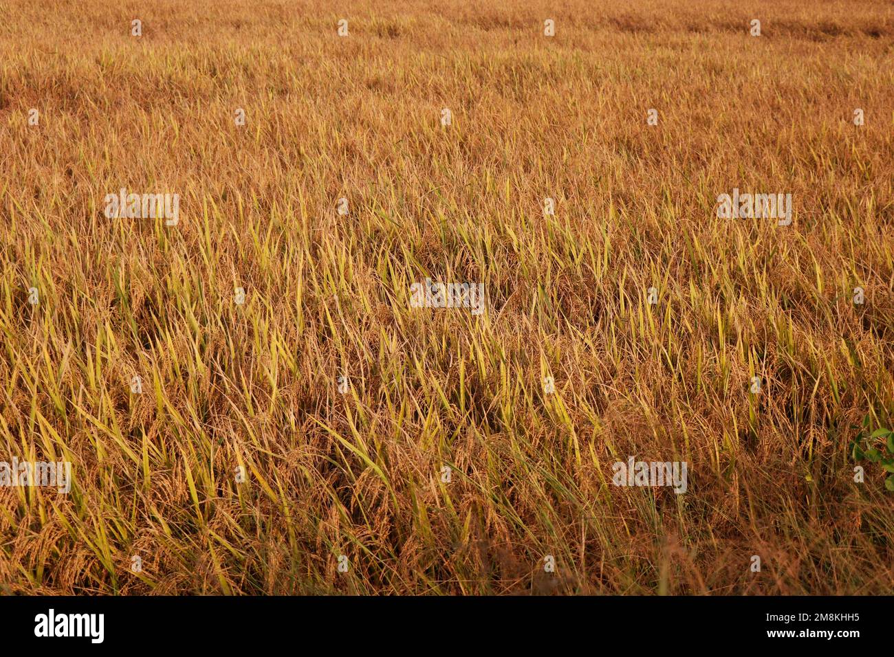 campo di risone. Risone giallo in campo pronto per il raccolto. Risone campo. vaste risaie in campagna Foto Stock