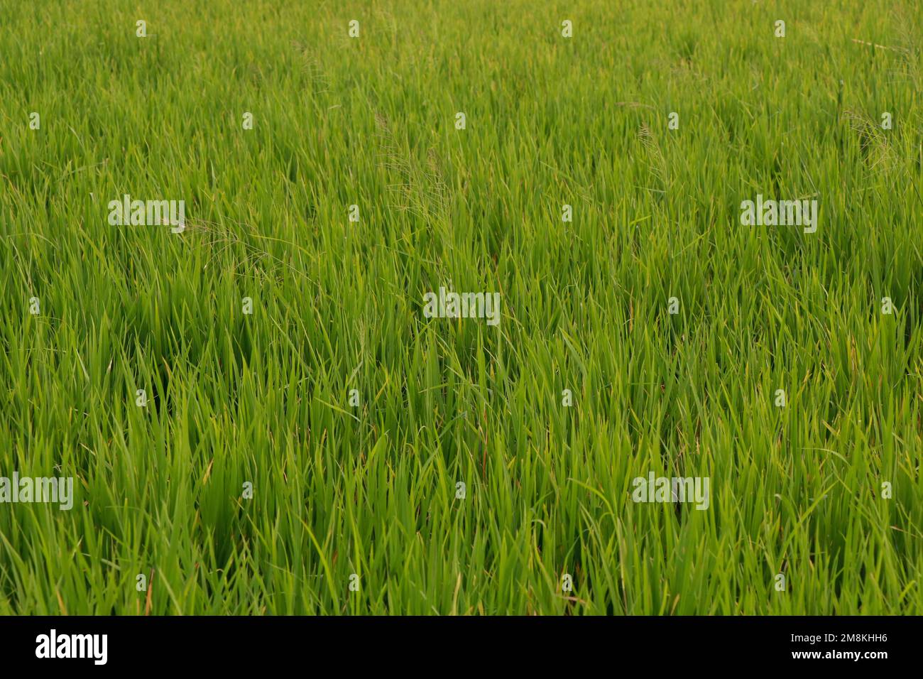 campo di risone. Risone giallo in campo pronto per il raccolto. Risone campo. vaste risaie in campagna Foto Stock
