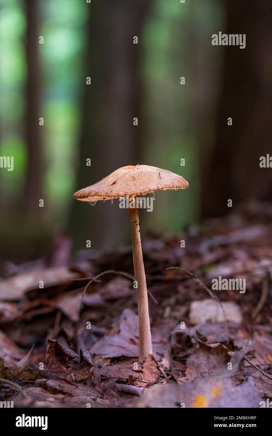 Fungo in una vecchia foresta di crescita Foto Stock
