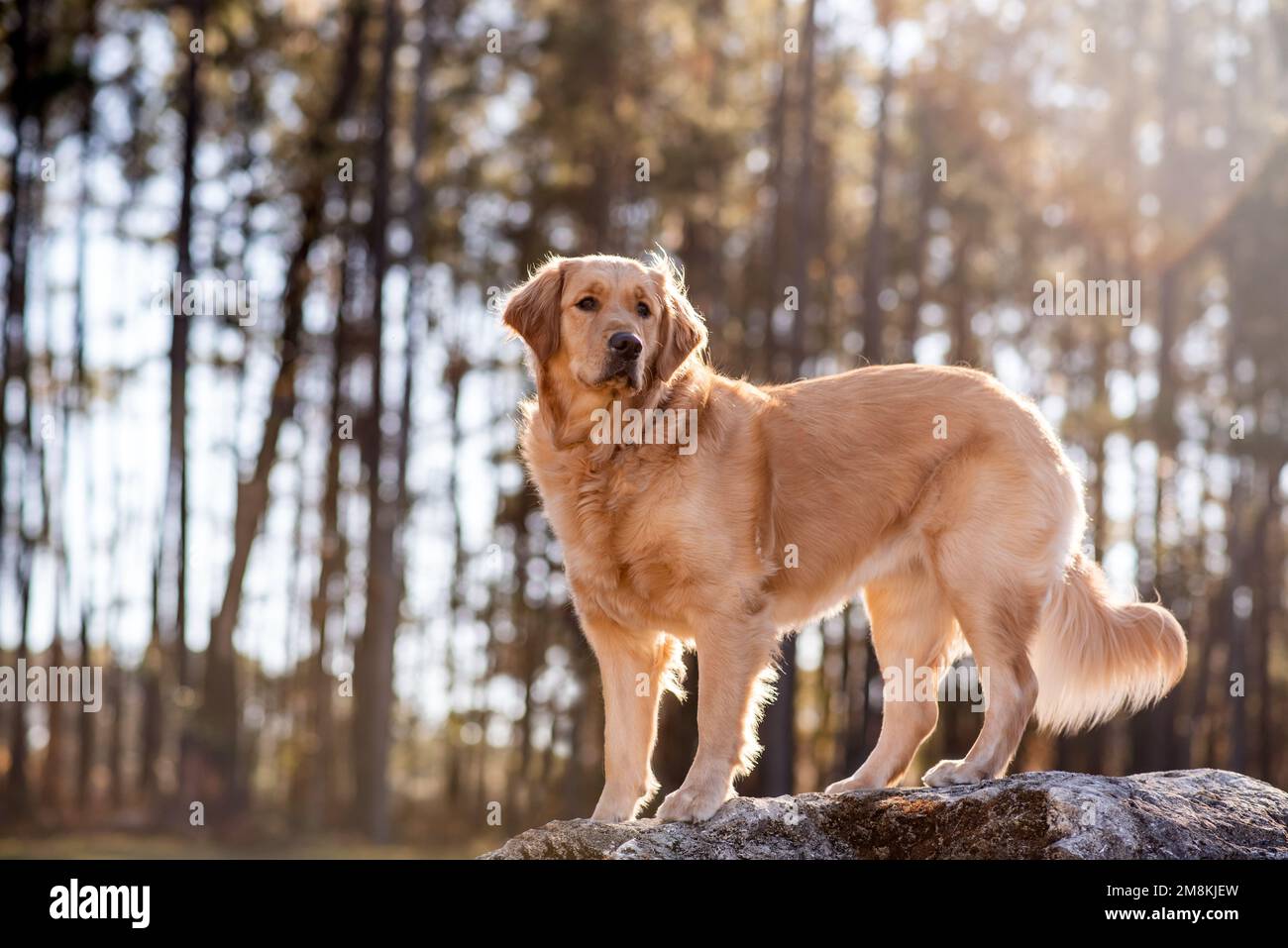 Golden Retriever cane godere all'aperto Foto Stock