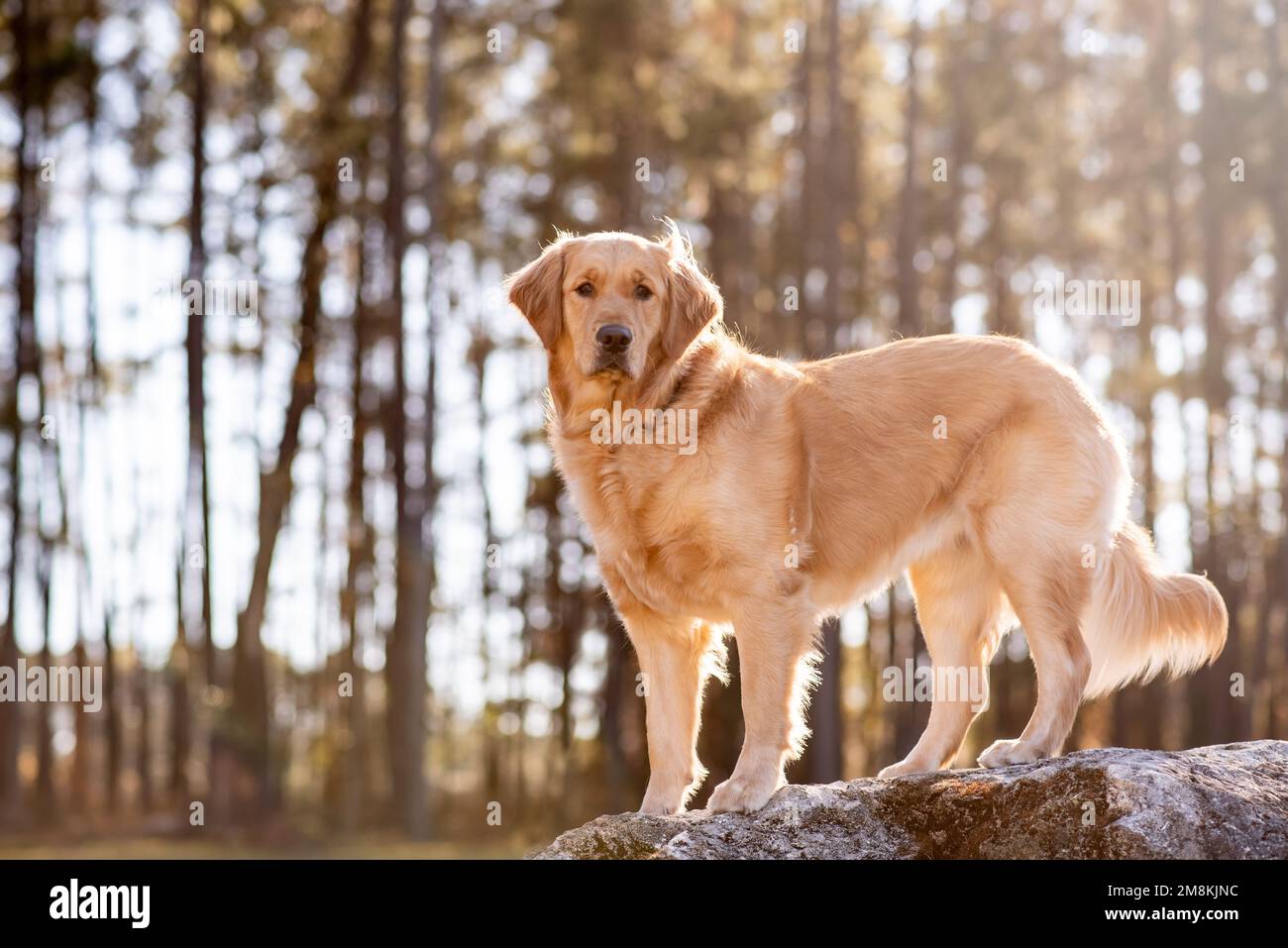 Golden Retriever cane godere all'aperto Foto Stock