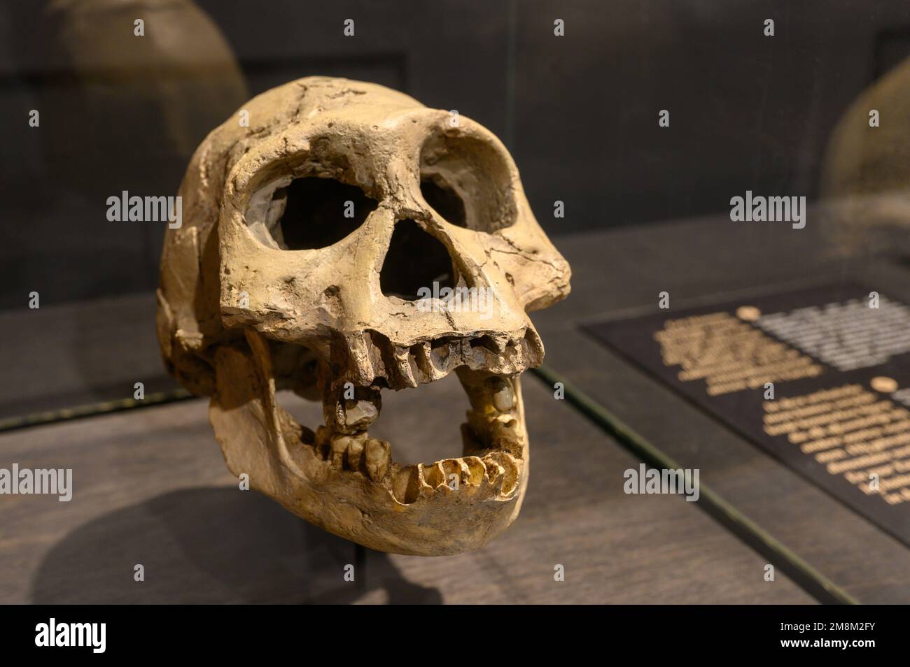 Homo georgicus trovato a Dmanisi, Georgia. Cranio e mandibola inferiore (calchi). In mostra al Museo di Scienze naturali di Bruxelles, Belgium.age Foto Stock