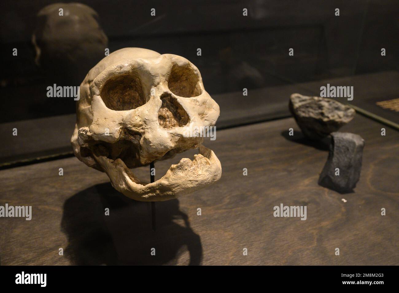 Homo georgicus trovato a Dmanisi, Georgia. Cranio e mandibola inferiore di un vecchio (calchi). In mostra al Museo di Scienze naturali di Bruxelles, Belgio. Foto Stock