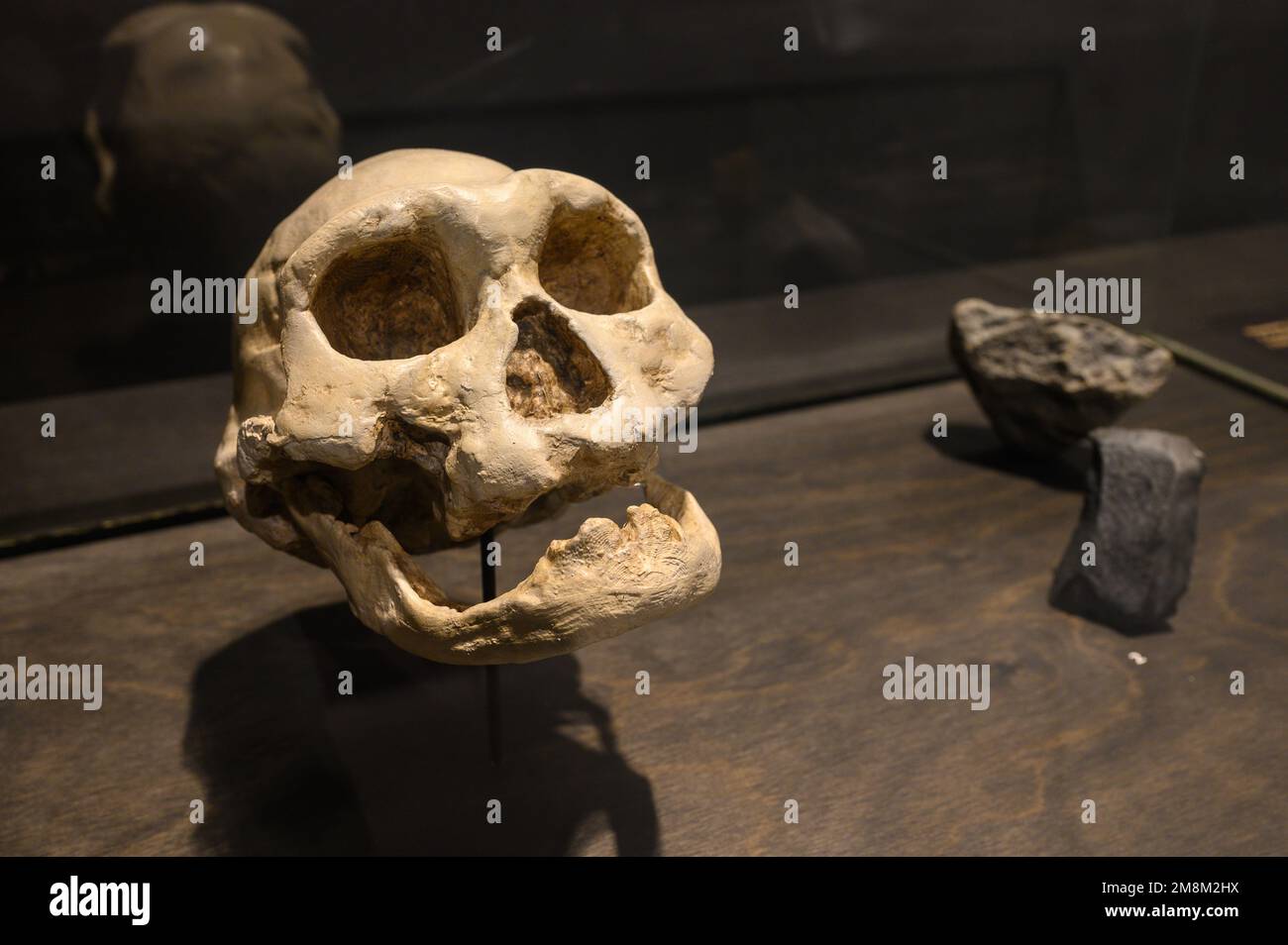 Homo georgicus trovato a Dmanisi, Georgia. Cranio e mandibola inferiore di un vecchio (calchi). In mostra al Museo di Scienze naturali di Bruxelles, Belgio. Foto Stock